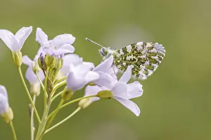 Orange Tip Butterfly Prints: Anthocharis cardamines (Mannchen)