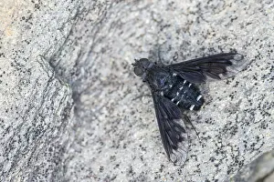 Flying Insect Photography Prints: Anthrax anthrax, black bee fly