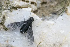 Insect Wildlife Photography Prints: Anthrax anthrax, black bee fly