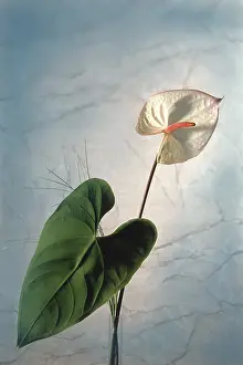 Solitary Flowering Plant Prints: Anthurium in front of marble