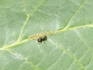 Ants Caring For Aphids Prints: Ants that care for aphids cluster at close range on the leaf of a walnut tree