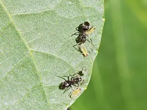 Hemiptera Prints: Two Ants Caring for Aphids on Walnut Tree Print
