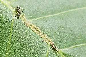 Ants Grazing Aphids Prints: Ants graze aphids at close range on the leaf of a walnut tree