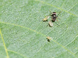 Ants Grazing Aphids Prints: Ants graze a few aphids on the leaf of a walnut tree at close range