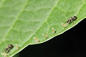 Hemiptera Prints: Walnut Tree Leaf Print: Ants Grazing Aphids