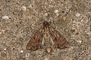 Pterygote Insects Habitat Prints: Apamea monoglypha, root-eater