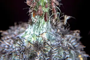 Deserted Wildflower Landscape Prints: Aphids on a common thistle stem