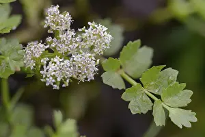 Images Dated 30th June 2024: Apiaceae Print - Creeping Marshwort