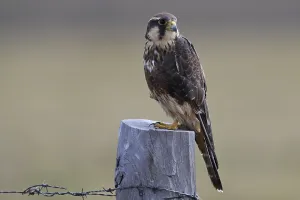 No People Wildlife Scenes Prints: Aplomado Falcon