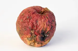 Macro Fruit Photography Prints: Apple aplples
