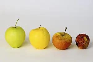 Studio Shot Of Apples Prints: Apple aplples