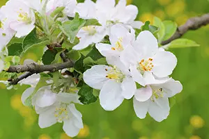 Fruit Tree Inflorescence Prints: Apple blossoms