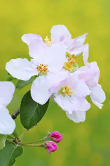 Springtime Nature Scenes Prints: Apple blossoms