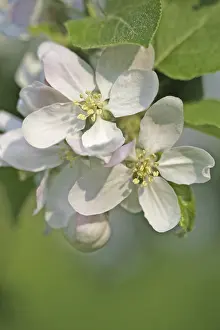 Apple Blossoms Prints: Apple blossoms