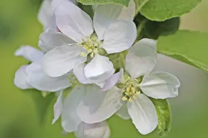 Apple Blossoms Prints: Apple blossoms