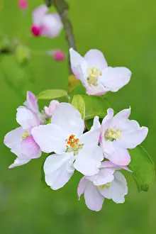 Springtime Nature Photography Prints: Apple blossoms