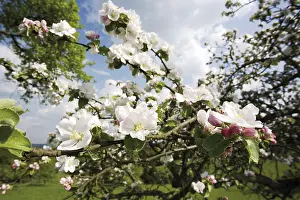 Daytime Nature Photography Prints: Apple blossoms