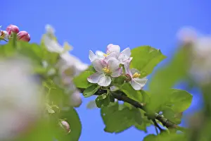 Apple Blossoms Close Up Prints: Apple blossoms (Malus)