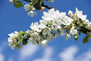 Deciduous Tree In Bloom Prints: Apple blossoms (Malus)