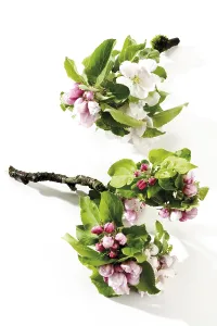 Close Up Flowering Prints: Apple blossoms (Malus)
