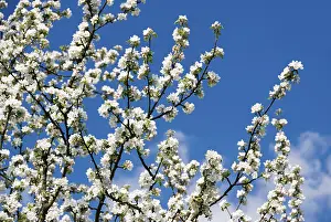 Fruit Tree In Bloom Prints: Apple blossoms (Malus)