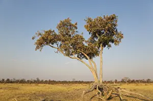 Botswana Nature Reserve Prints: Apple-leaf tree (Lonchocarpus capassa)
