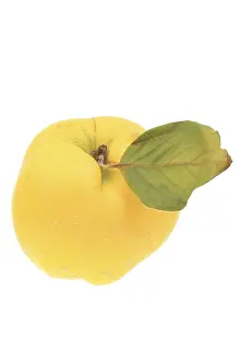 Deserted Food Still Life Prints: Apple quince