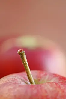 Close Up Apple Prints: Apple stem with a waterdrop on top