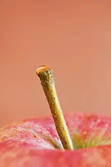 Macro Fruit Photography Prints: Apple stem with a waterdrop on top