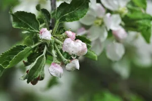 Fruit Tree Inflorescence Prints: Apple tree blossom, spring, Germany