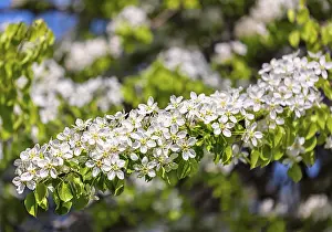 Deciduous Tree In Spring Prints: Apple tree blossoming branch in spring