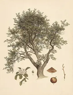 Apple Tree Illustration Prints: Apple tree, cultivated apple tree