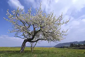 Apple Tree Blossom Prints: Apple tree on a flower meadow, Thuringia, Germany