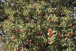 Prints of Apple tree, Germany Essen Prints: Apple Tree Print, Germany
