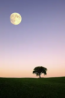 Apple Tree Germany Prints: Apple tree on a hill with moon