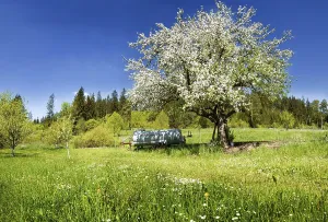 Fruit Blossom Season Prints: Apple Tree (Malus)