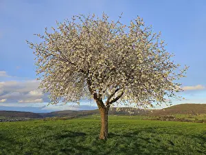 Fruit Blossom In Spring Prints: Apple tree (Malus) in full bloom