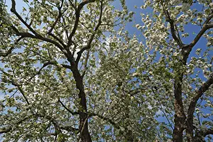 Inflorescence Detail View Prints: Apple Tree (Malus), in full bloom