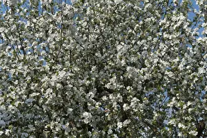 Deciduous Tree Detail Prints: Apple tree (Malus), in full bloom