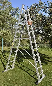 Maloideae Family Plants Prints: Apple tree (Malus) are harvested with a stepladder