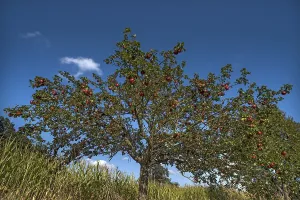 Red Apple Tree Prints: Apple tree (Malus) with red apples