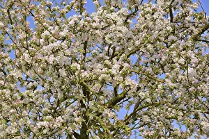 Uninhabited German Landscape Prints: Apple tree (Malus), tree crown with blossoms