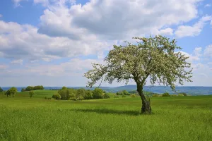 Central European Uplands Scenery Prints: Apple tree, meadow, clouds, spring