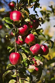 Deciduous Fruit Trees Prints: Apple tree with red apples