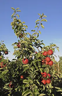 Central European Nature Scene Prints: Apple tree with red apples, Germany