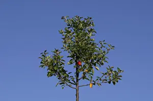 Apple Tree Prints: Apple tree, red apples, single
