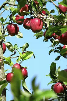 Central Europe Deciduous Trees Prints: Apple tree, September, Germany