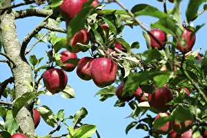 Apple Tree Germany Prints: Apple tree, September, Germany