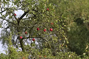 German Orchard Trees Prints: Apple tree, September, Germany