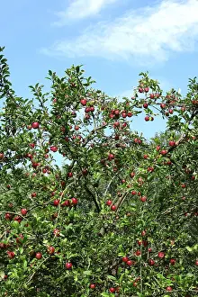 Apple Tree Germany Prints: Apple tree, September, Germany